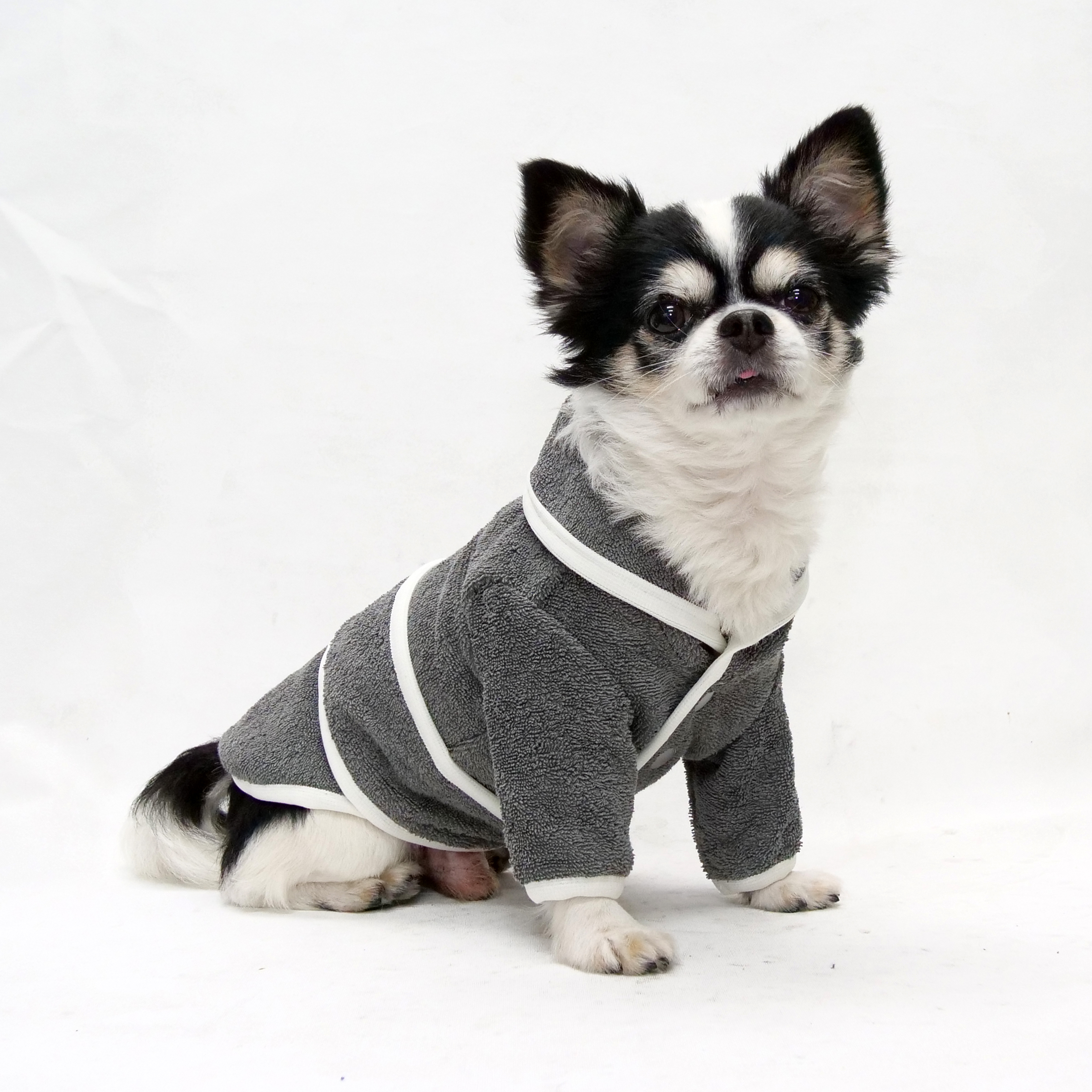 テスト4 小型犬